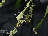 Epidendrum hartii